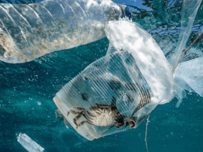 海洋塑膠污染，會(huì)對(duì)人體產(chǎn)生哪些危害？