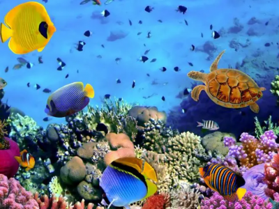 海洋回收塑料的定義和分類是什么？